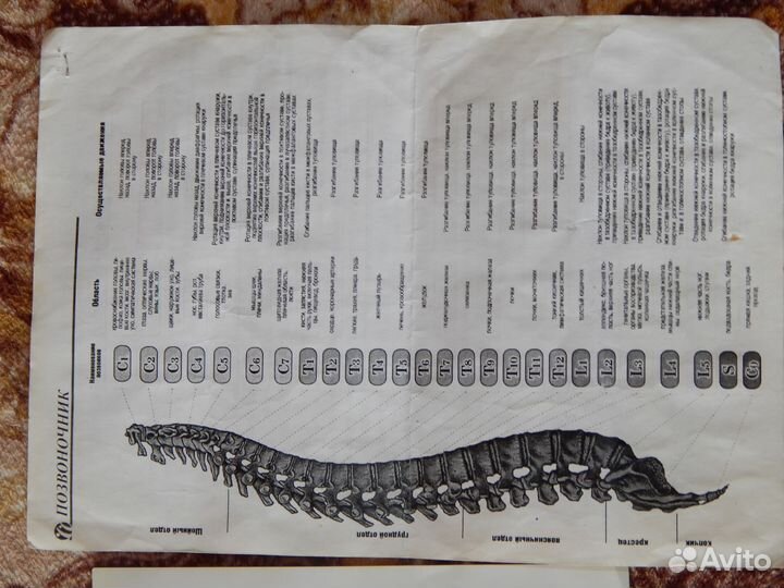 Персональный термомассажёрный комплекс