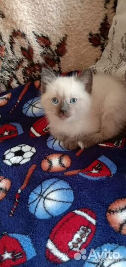 Отдам котенка в добрые руки