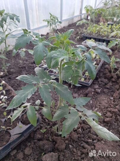 Рассада помидор и перцев