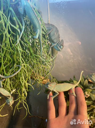 Йеменские хамелеоны