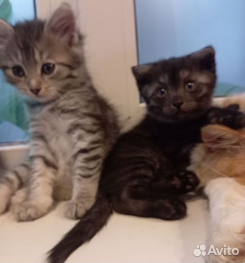 Котята в добрые руки приучены к лотку