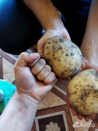 Семенной Картофель элита,80 сортов