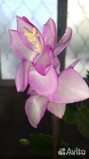 Декабрист шлюмбергера