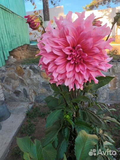 Георгины клубни