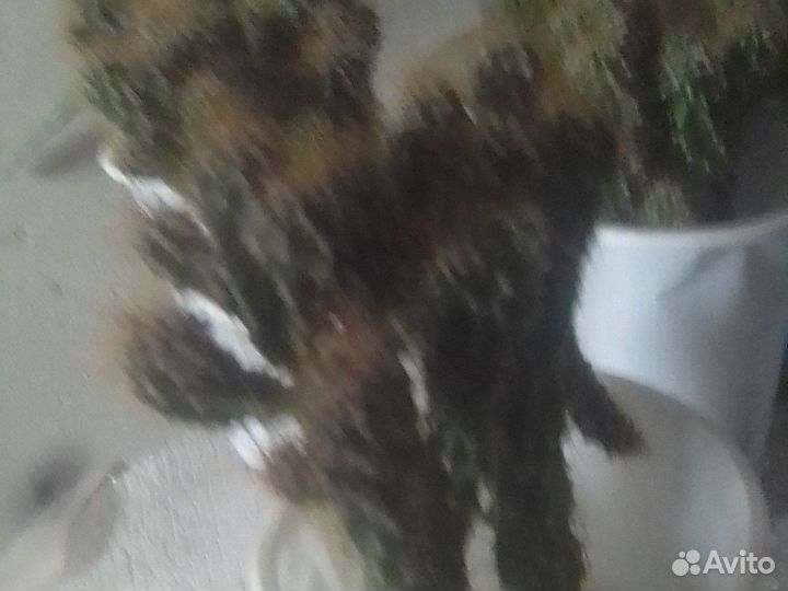 Сортовые кактусы