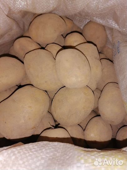 Продам картофель
