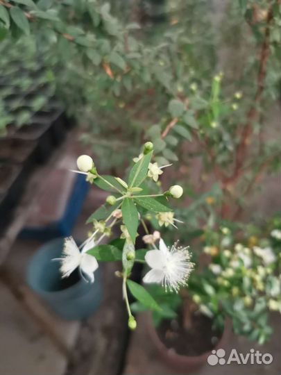 Миртовое дерево