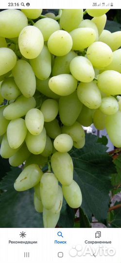 Саженцы винограда