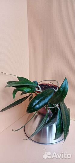 Хойя финлайсони