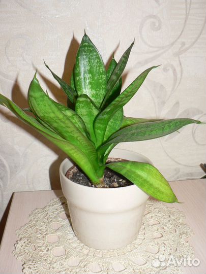 Сансевиерия ханни