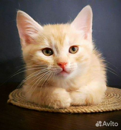 Котята мальчики