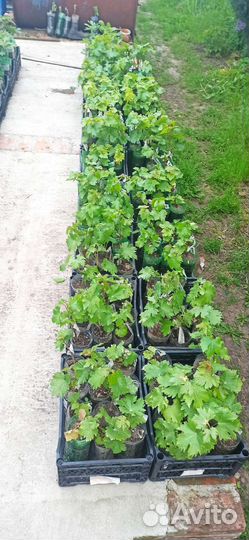 Вегетирующие саженцы винограда с зкс