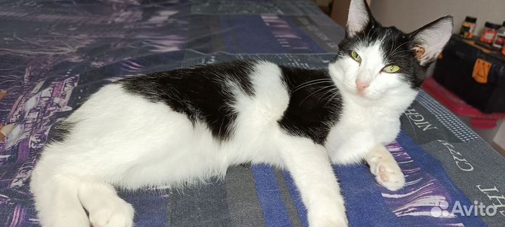 Кошка в дар