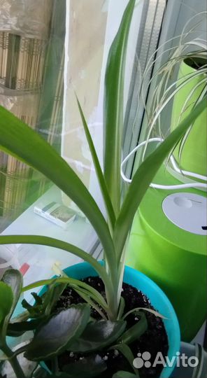 Хлорофитум 2 вида по 150 и Оксалис(кислица)