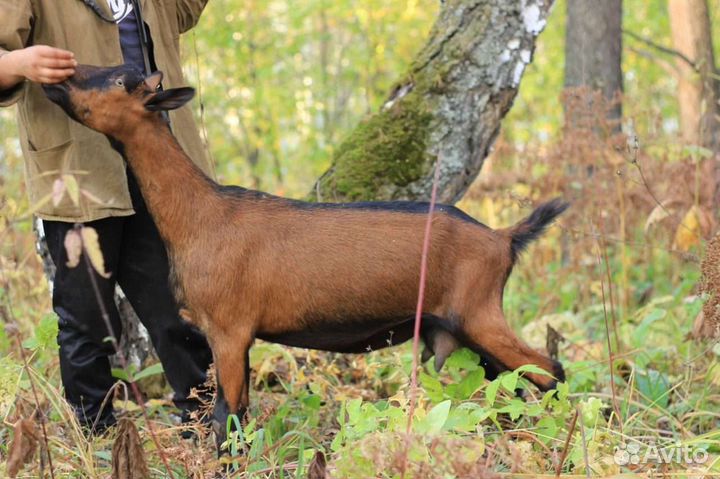Козлята чешские бронь