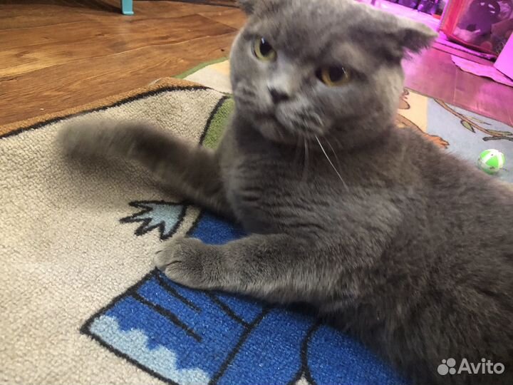 Кошка британка