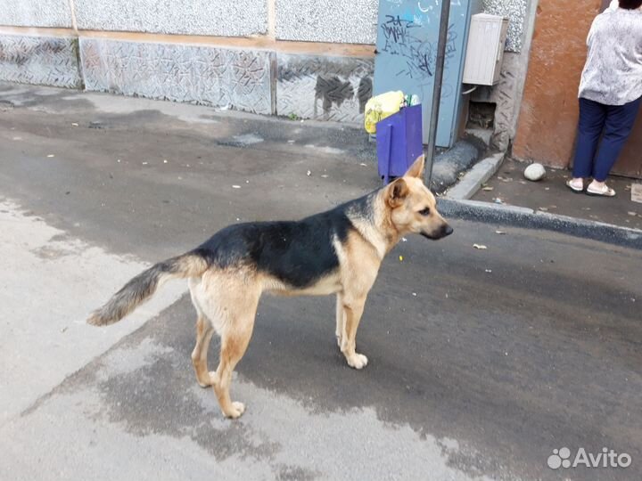 Собака в добрые руки отдам бесплатно