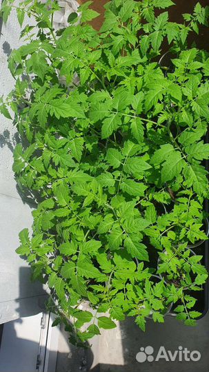 Рассада томатов черри (черная -фиолетовая)