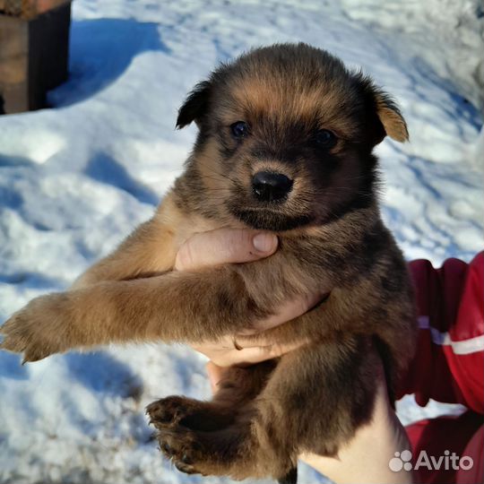 Щенки в добрые руки