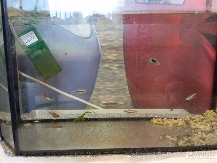 Отдам бесплатно рыбок