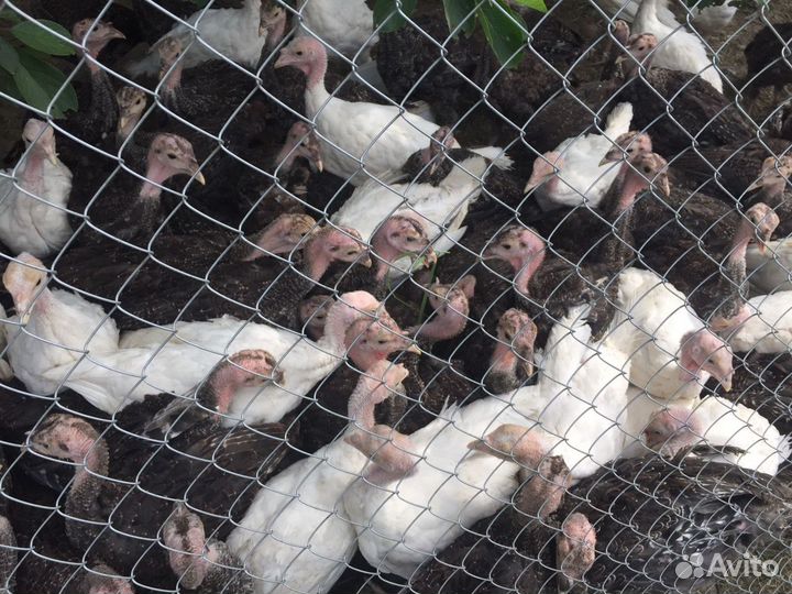 Индюшата Виктория