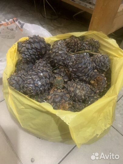 Шишка кедровая поштучно