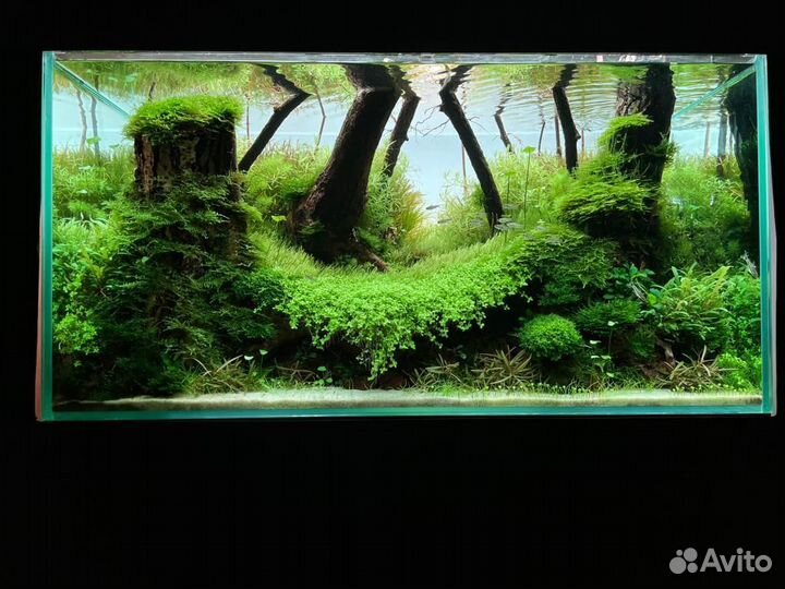 Обслуживание аквариумов. Оформление, перевозка