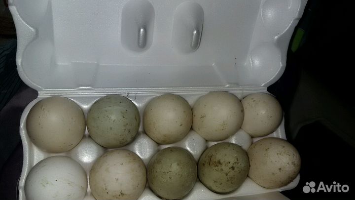 Яйца утиные индоутиные гусиные куриные