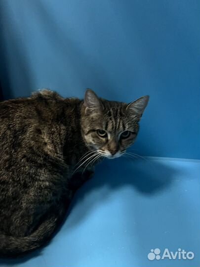 Красавица Лора ищет добрый дом, в дар