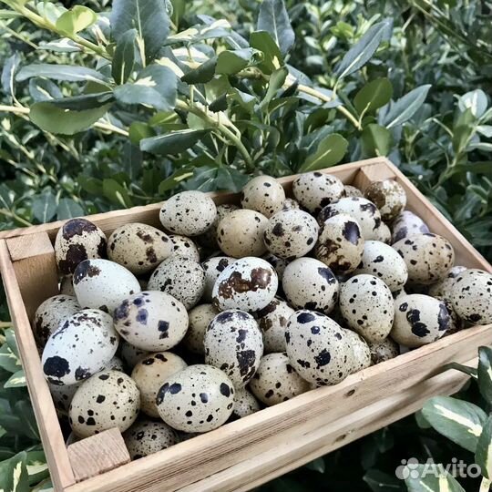 Яйца перепелиные