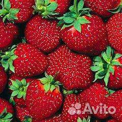 Клубника свежая байкальская