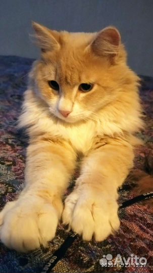 Кот