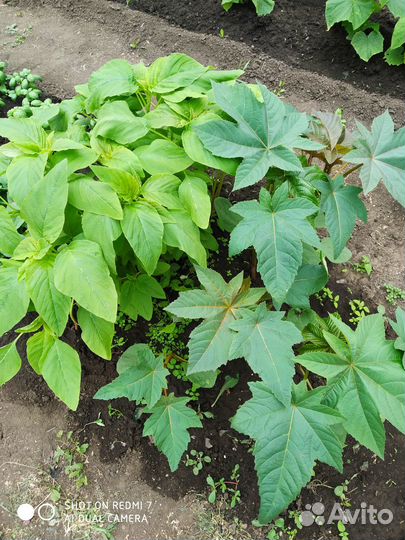 Рассада помидор (томат) баклажан базилик, цветы