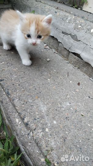 Котята в добрые руки, мальчики