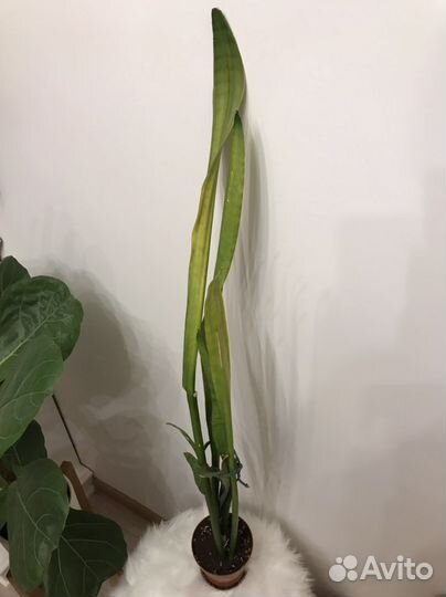 Сансивиерия