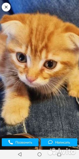 Котёнок вислоухий в добрые руки