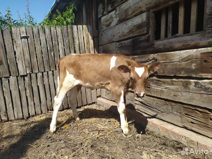 Корова телка