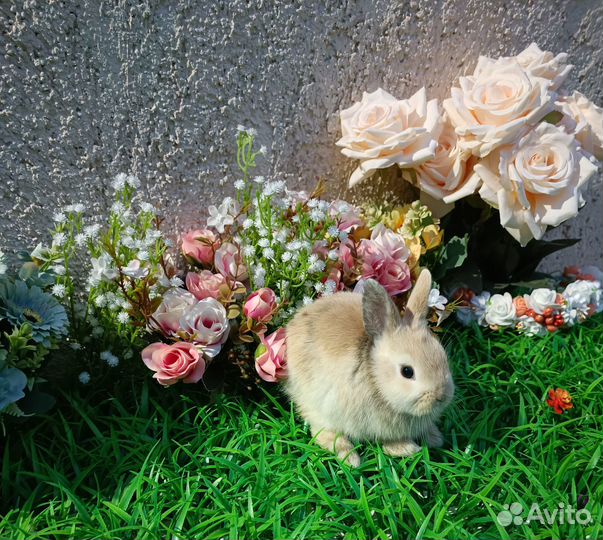 Супер мини карликовые кролики