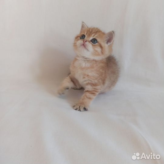 Шотландский котик