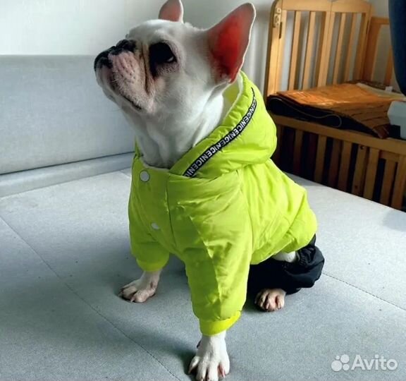 Комбинезон для собак мелких пород