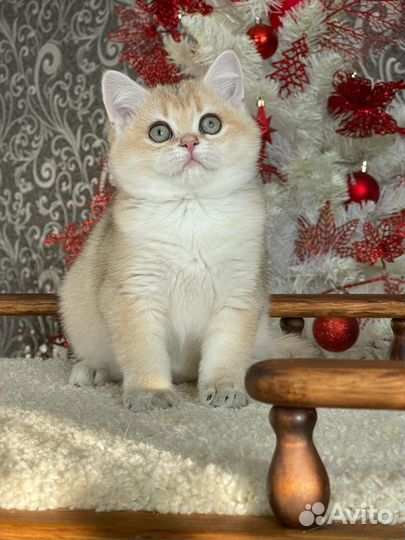 Золотые котята