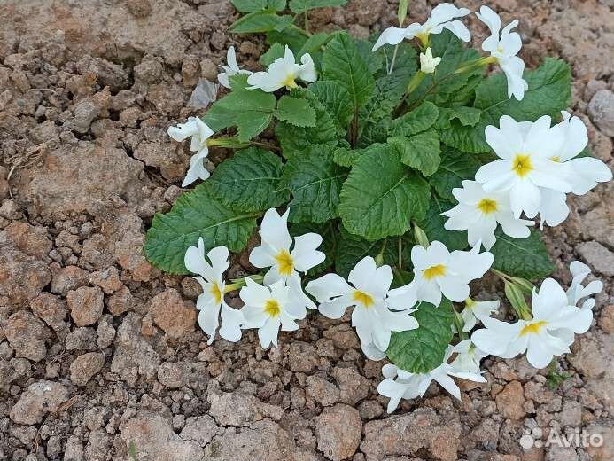 Примула садовая