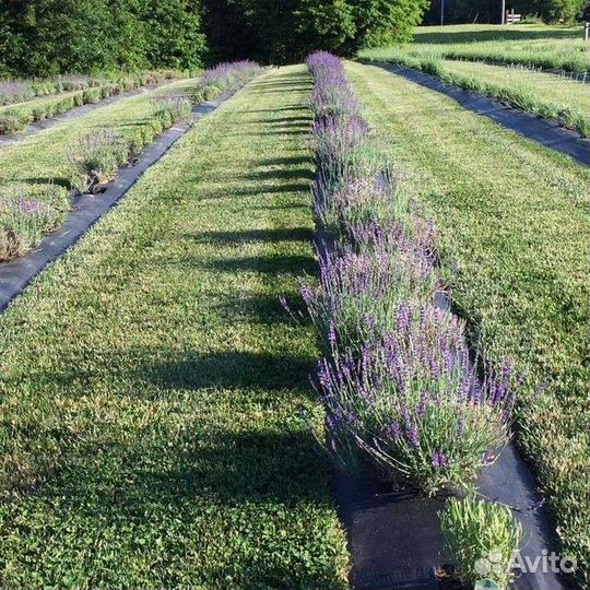 Лаванда саженцы