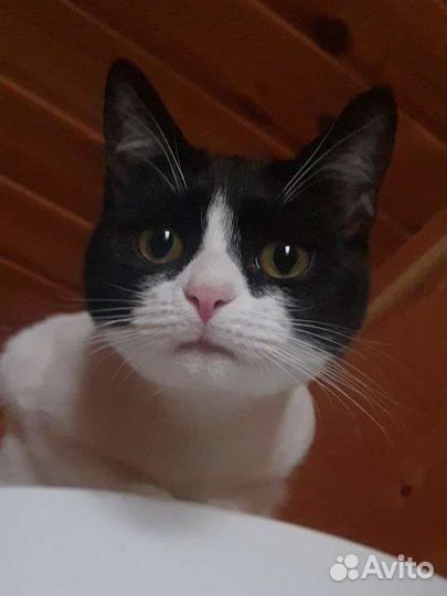 Кошка кошечка