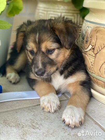 Щенок девочка доставка бесплатно