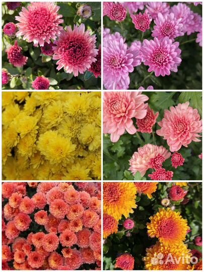 Хризантемы мультифлора
