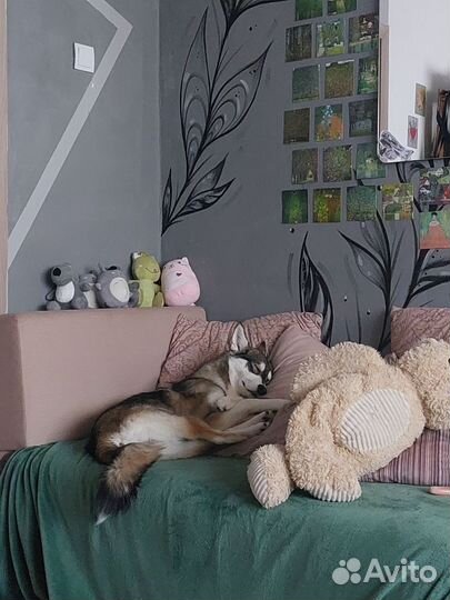 Отдаю собаку