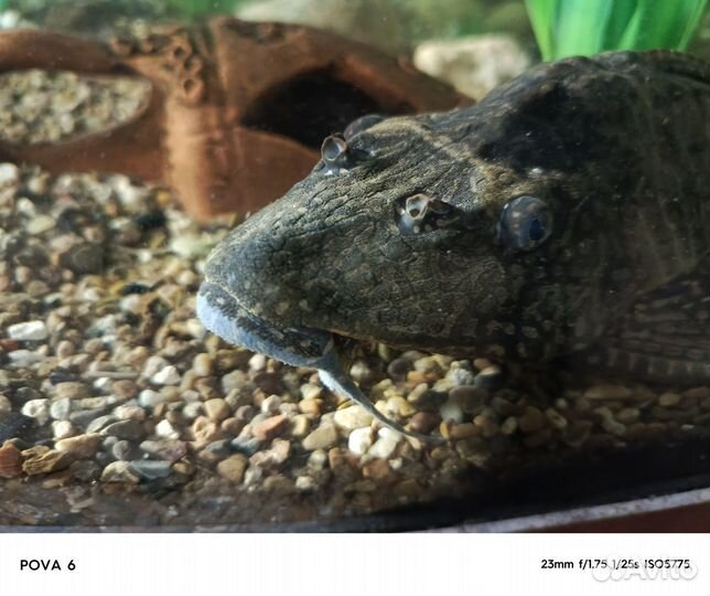 Сом парчовый