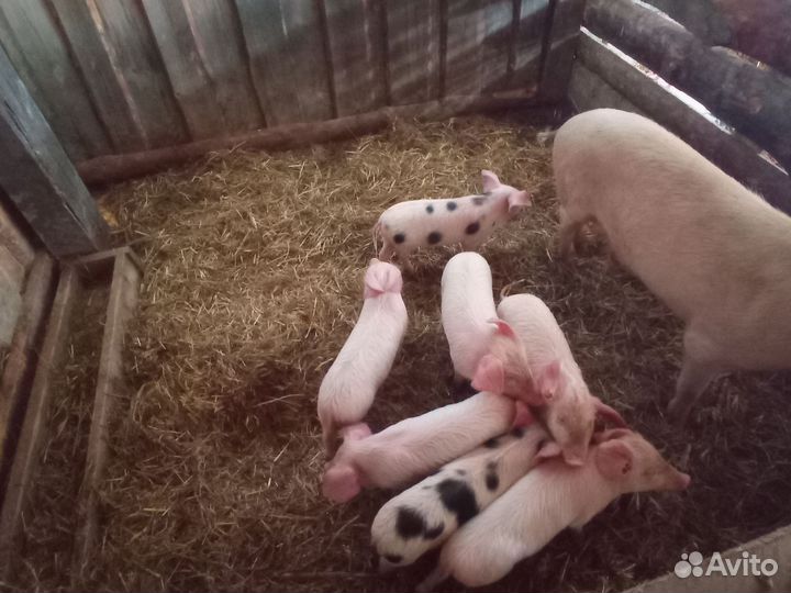 Поросята ландрас дюрок