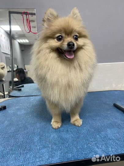 Грумер стрижка собак